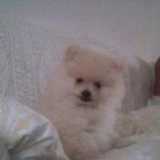 Pomeranian Pamuk