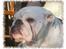 Engelsk bulldog Hertha. R.I.P 26-06-2012 - Snakker i om mig???