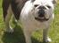 Engelsk bulldog Hertha. R.I.P 26-06-2012 - ahh