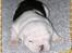Engelsk bulldog Hertha. R.I.P 26-06-2012 - Her er jeg kun baby,