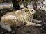 Blanding af racer Luna R.I.P 15/6.06 <3<3 