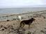 Schæferhund Odin *Død* - Det er altid dejligt med en gåtur ved stranden
