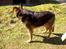 Schæferhund Odin *Død* - Hvad? Oki Lucky jeg kommer nu... 