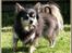 Chihuahua Lynet (Maxie 9år d.8 MAJ 2012 blev han - Velkommen, jeg er Maxie. Stor, flot og farlig........havens skræk...ja vejens skræk.....nej heeele byens skræk.....hæhæ........240508