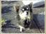 Chihuahua Lynet (Maxie 9år d.8 MAJ 2012 blev han - DEN NÆSTE DER PÅSTÅR, JEG IKKE ER EN CHIHUAHUA - FÅR MED MIG AT BESTILLE......oO(Maxie sender killerblikket)