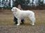 Pyreneerhund  Beauty  - Beauty 1/4-2006 fik sit sidste cert 