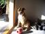 Staffordshire bull terrier ""(Engelsk) ""Gizmo""