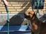 Staffordshire bull terrier ""(Engelsk) ""Gizmo""