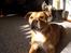Staffordshire bull terrier ""(Engelsk) ""Gizmo""