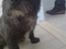 Cairn terrier Sylvester