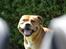 Staffordshire bull terrier ""(Engelsk) ""Gizmo""