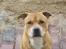 Staffordshire bull terrier ""(Engelsk) ""Gizmo""