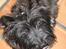 Cairn terrier Sylvester - sylvester.