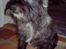 Cairn terrier Sylvester