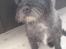 Cairn terrier Sylvester