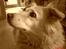 Blanding af racer Luna R.I.P 15/6.06 <3<3 