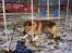 Shetland sheepdog Simba - ´´Slalom´´ Baby ´´Slalom´´