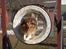 Shetland sheepdog Simba - ´´Hop´´ Mig i action :)