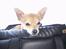 Chihuahua Samson