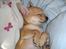 Chihuahua Samson