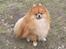 Pomeranian Tops'y Pax - R.I.P.