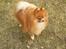 Pomeranian Tops'y Pax - R.I.P.