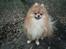 Pomeranian Tops'y Pax - R.I.P.