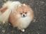 Pomeranian Tops'y Pax - R.I.P.