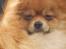 Pomeranian Tops'y Pax - R.I.P. - Det blæser en del.. :)