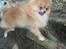 Pomeranian Tops'y Pax - R.I.P.