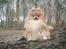 Pomeranian Tops'y Pax - R.I.P. - Pax den stærke .. :)