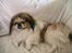 Pekingeser Danger - Savner dig!! 2004 - 2010