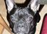Fransk bulldog Bertram 2