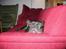 Fransk bulldog Bertram 2 - ZZZzzzzzzZZZZzzzzzZZZZ