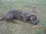 Blanding af racer Kovaz R.I.P