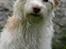 Blanding af racer Bella - Velkommen til min profil..