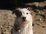 Blanding af racer Bella - Dreamy girl...