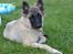 Tervueren Rollo - Rollo 4 mdr. gammel