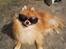 Pomeranian Tops'y Pax - R.I.P.