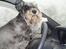 Dvaergschnauzer Cæsar ¤DØD¤ - Hjælper lige den gamle med at køre bilen...