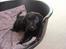 Labrador retriever Max