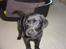 Labrador retriever Max