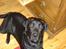 Labrador retriever Max