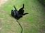 Labrador retriever Max
