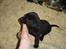 Labrador retriever Max