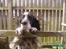 Engelsk setter bruce