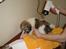Coton de tulear Uniq Coton Sergent Pepper