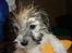 Coton de tulear Uniq Coton Sergent Pepper