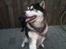 Alaskan malamute lucas
