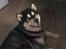 Alaskan malamute lucas